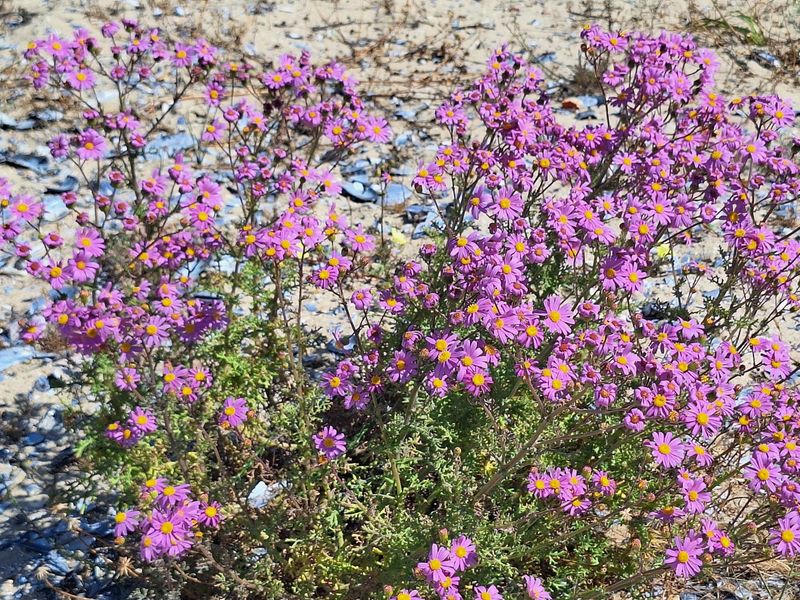 A close-up view of native purple flowering shrubs growing on sandy, shell-strewn ground on the vacant residential property.