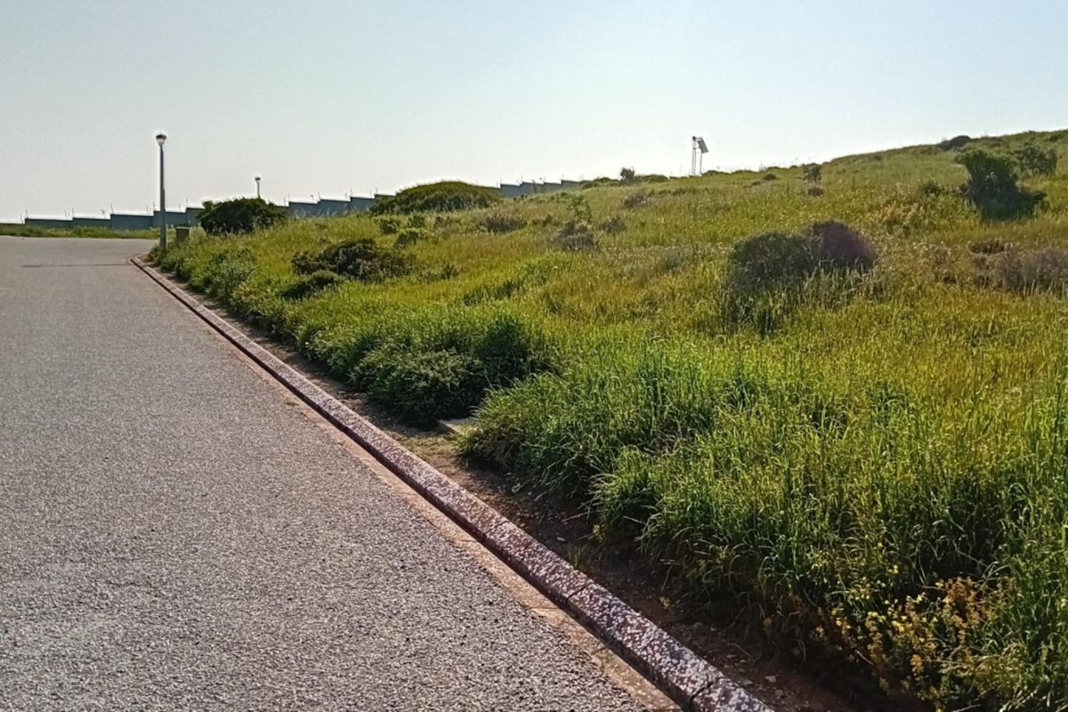 A view of the asphalt road and concrete curbing bordering the vacant residential land, featuring established street lighting and natural vegetation.