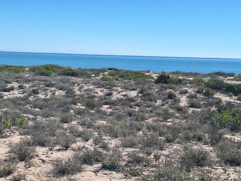 A scenic coastal view featuring natural sand dunes and native vegetation overlooking the ocean.