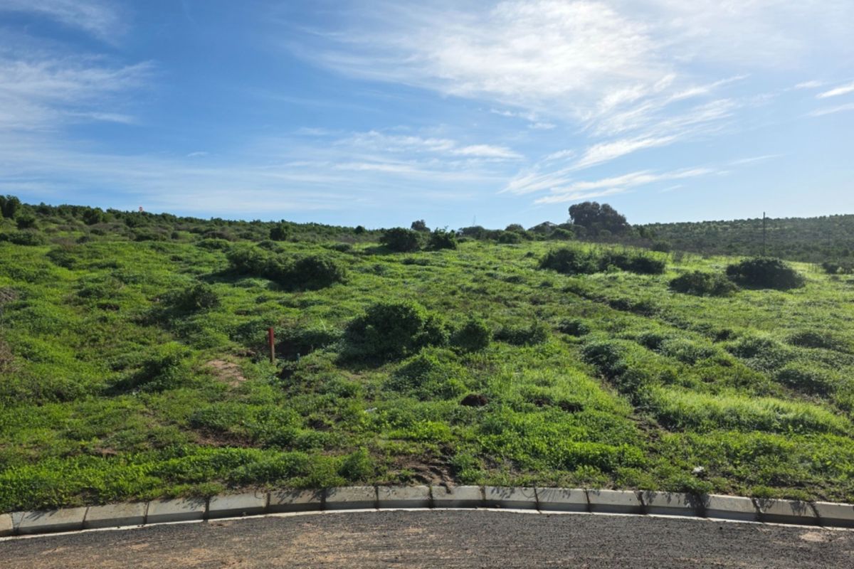 A vacant residential plot featuring natural vegetation, bordered by a paved asphalt road and concrete curbing.