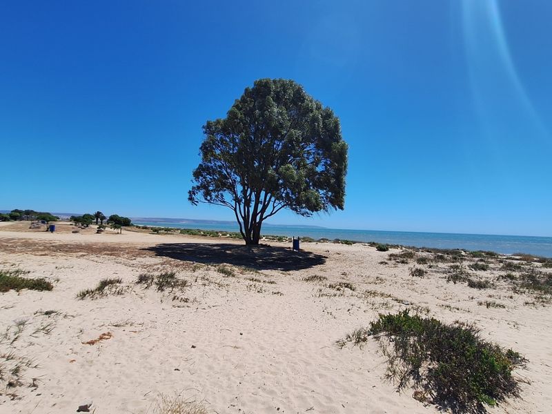 A scenic view of a coastal residential plot featuring sandy terrain, a mature tree, and a wooden boardwalk leading toward the ocean.