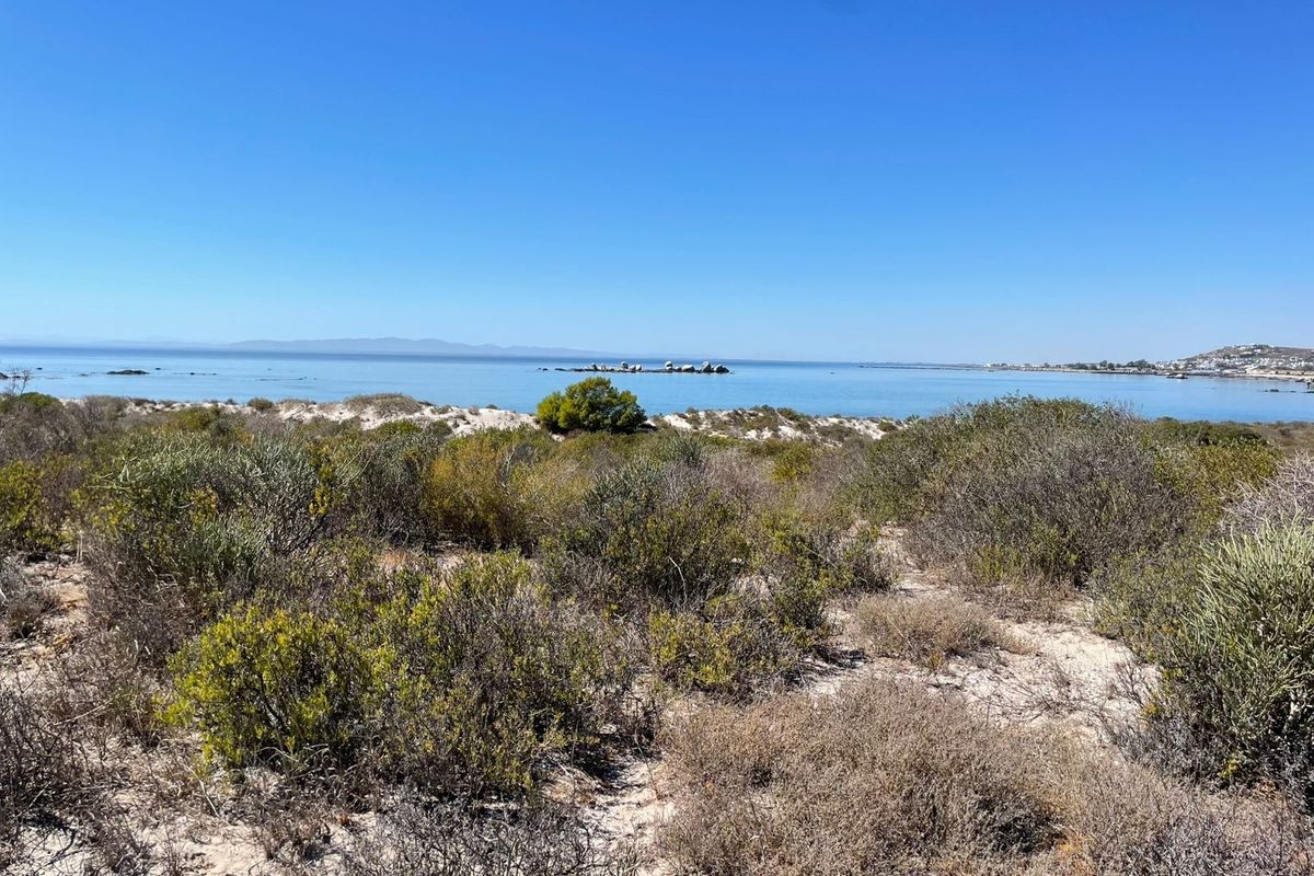 A scenic view of the coastline featuring native coastal vegetation, sandy dunes, and clear ocean waters under a bright blue sky.
