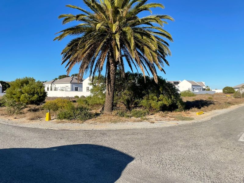 A view of a vacant residential plot featuring a mature palm tree and surrounding natural vegetation, situated along a paved street.