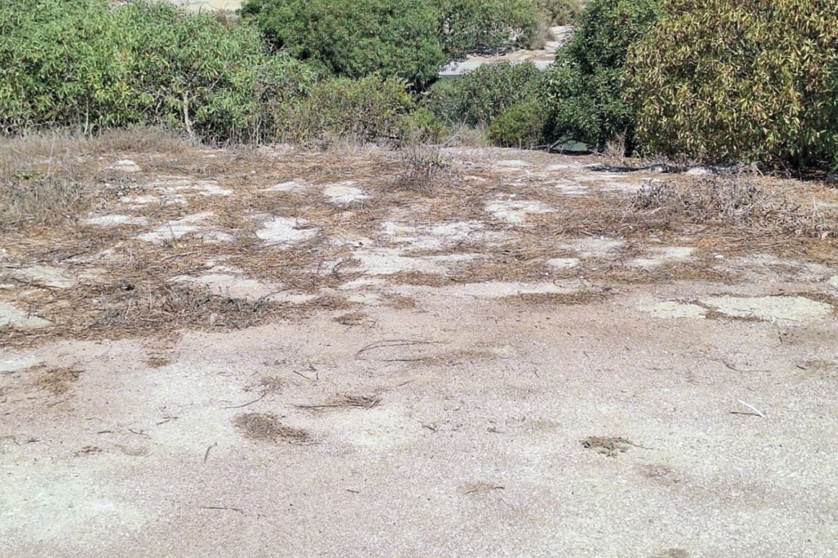A view of the natural, undeveloped land featuring native vegetation and open terrain, suitable for residential development.