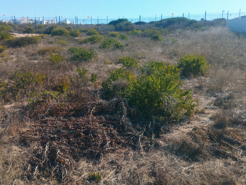 A vacant residential plot featuring natural coastal vegetation, perimeter fencing, and a boundary wall, offering a blank canvas for future development.