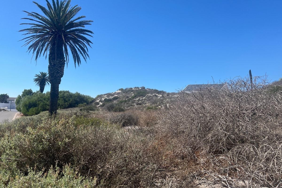 A vacant residential plot featuring natural sand dunes, established palm trees, and direct access to a paved street.