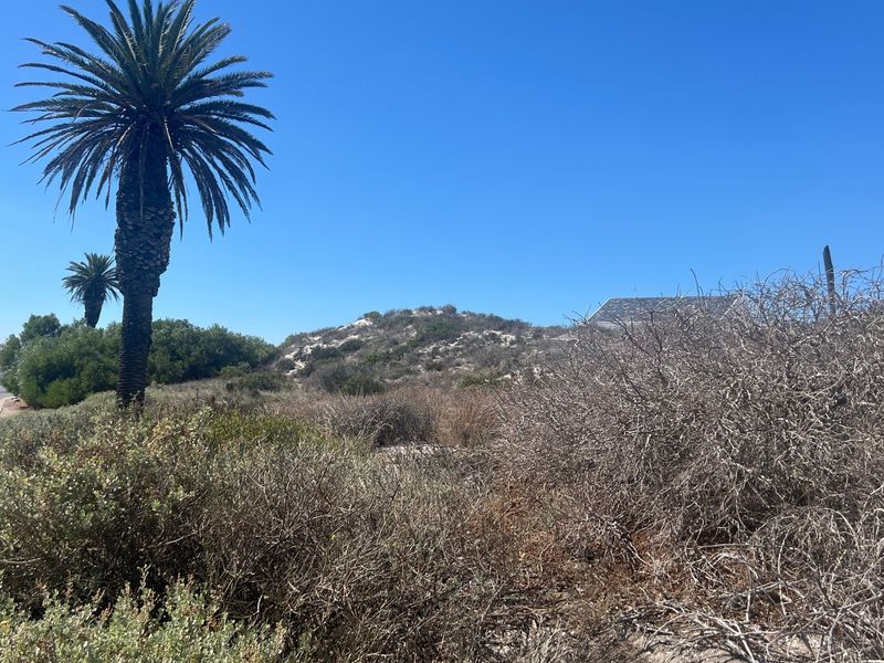 A vacant residential plot featuring natural sand dunes, established palm trees, and direct access to a paved street.