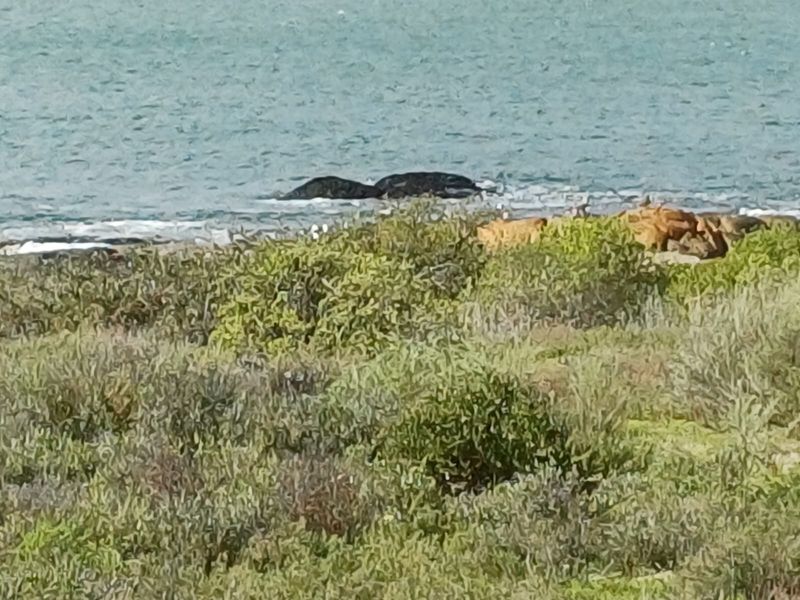 A scenic view of the coastline featuring natural vegetation and ocean waves.
