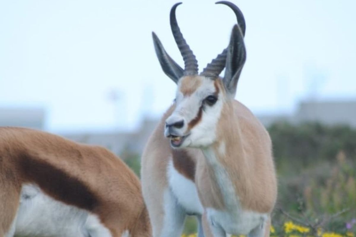 A photograph of springbok wildlife on a vacant residential property.