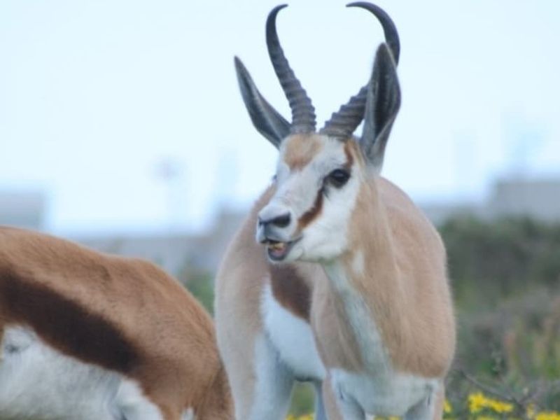 A photograph of springbok wildlife on a vacant residential property.