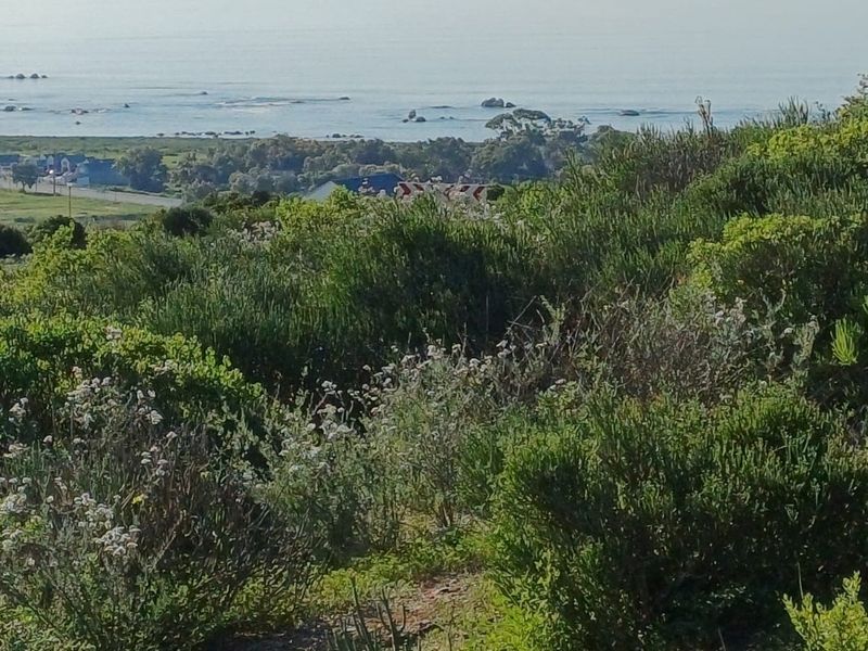 A scenic view overlooking the coastal landscape and ocean, featuring natural indigenous vegetation in the foreground.