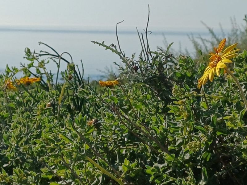 A scenic view of the ocean horizon captured from the property, featuring natural coastal vegetation in the foreground.