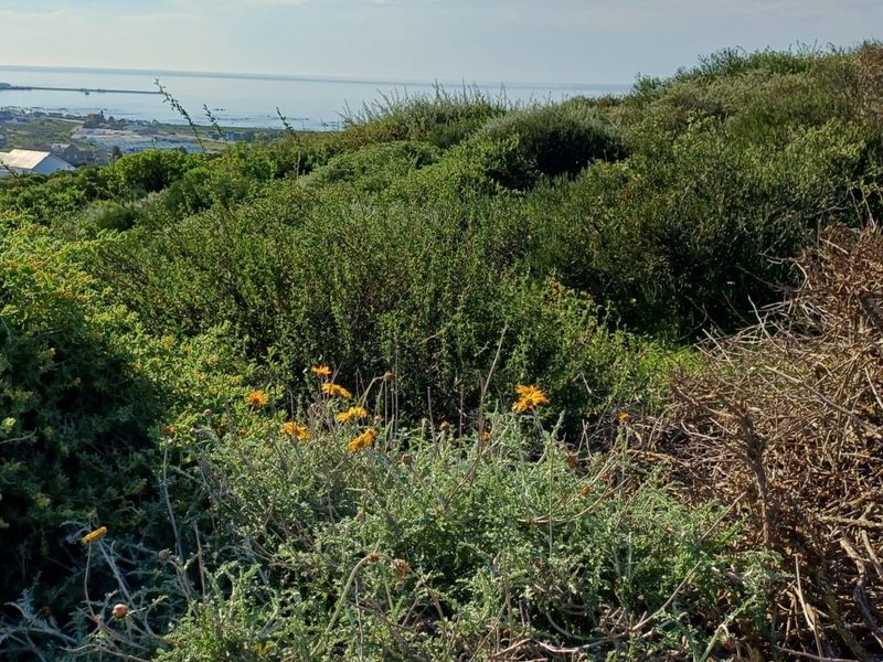 A scenic view overlooking the coastal landscape and native vegetation, showcasing the natural surroundings of the vacant residential land.