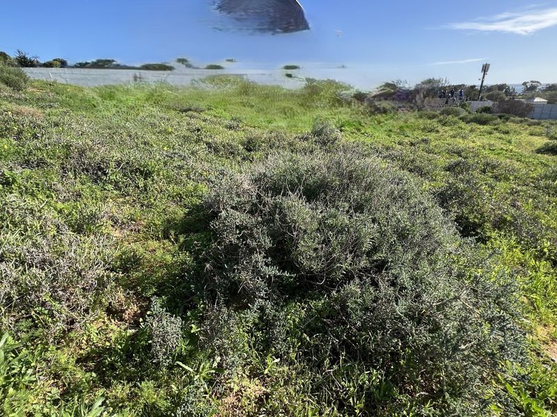 A view of the vacant residential land featuring natural coastal vegetation and a gentle slope.