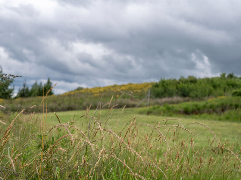 A view of an open, grassy residential plot featuring natural landscaping and perimeter fencing under a cloudy sky.