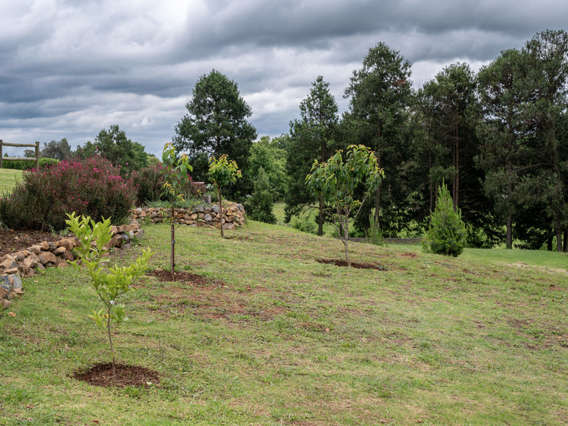 A well-maintained residential garden featuring tiered stone retaining walls, young trees, and a timber post and rail fence bordering the property.