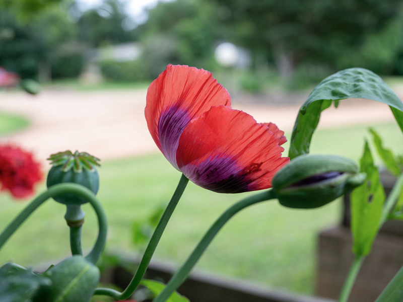 A close-up view of red poppy flowers in a garden setting.
