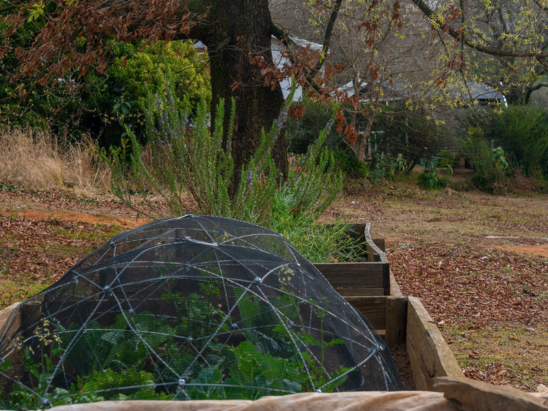A view of a residential garden featuring raised timber garden beds and mature trees on the property grounds.