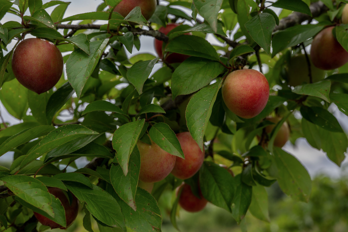A close-up view of fruit growing on a tree branch, typical of a residential garden or orchard setting.