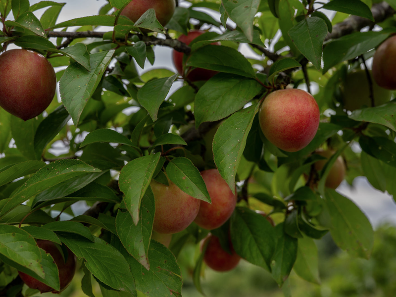 A close-up view of fruit growing on a tree branch, typical of a residential garden or orchard setting.