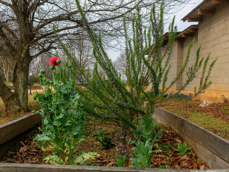 A raised timber garden bed featuring established rosemary and poppy plants, situated alongside a concrete block structure on the residential property.