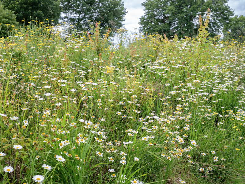 A natural, undeveloped residential land parcel featuring a vibrant meadow of wildflowers and mature trees, offering a serene and scenic landscape.