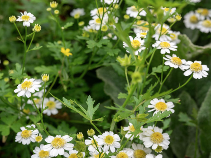 A close-up view of blooming white and yellow daisy-like flowers in a residential garden setting.