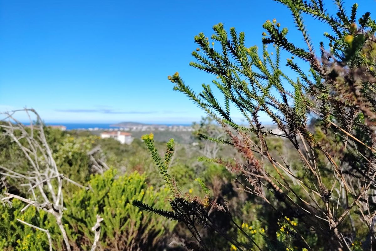 A scenic view overlooking the coastal landscape and surrounding vegetation, showcasing the natural beauty of the vacant residential land.