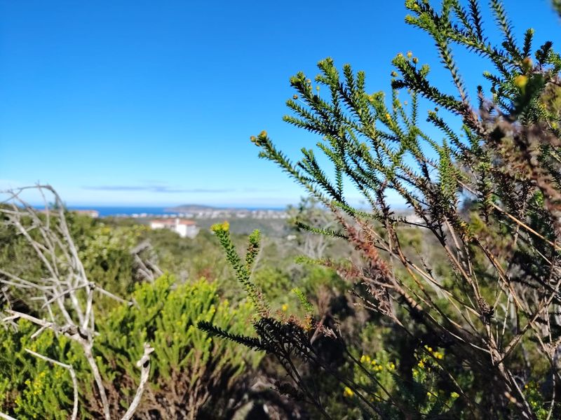 A scenic view overlooking the coastal landscape and surrounding vegetation, showcasing the natural beauty of the vacant residential land.
