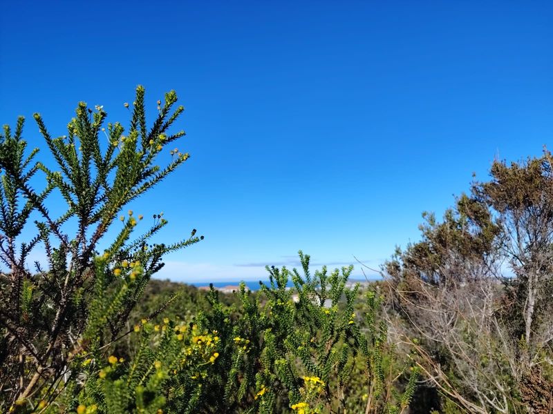 A scenic view of the landscape and distant coastline framed by natural indigenous vegetation on the vacant residential property.