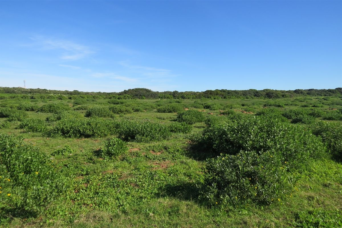 Bosfeld at the coast - Fisantekraal Eco Estate. - Photo 5