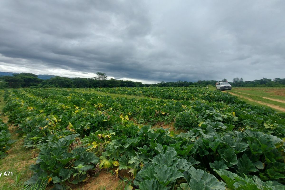 A wide-angle view of a large cultivated agricultural plot with an unpaved access track under an overcast sky.