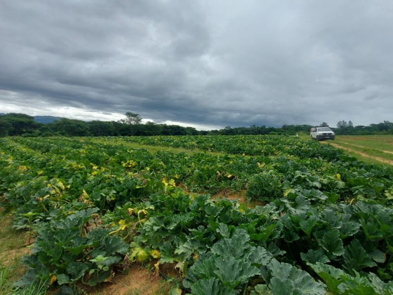 A wide-angle view of a large cultivated agricultural plot with an unpaved access track under an overcast sky.