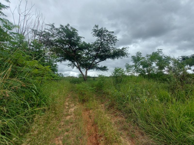 A view of an undeveloped commercial land plot featuring natural vegetation and a dirt access path under an overcast sky.