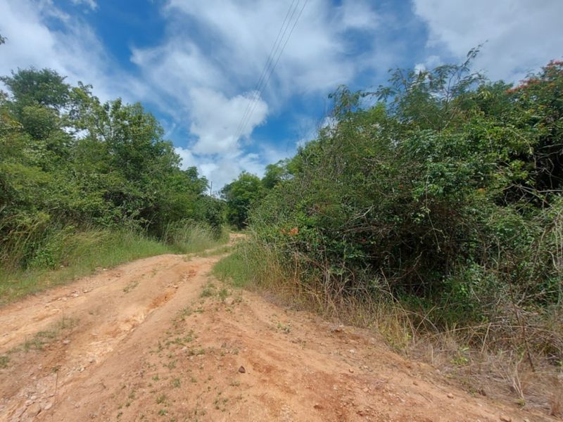 A view of an unpaved dirt access road leading into a densely vegetated vacant land plot with overhead power lines visible.