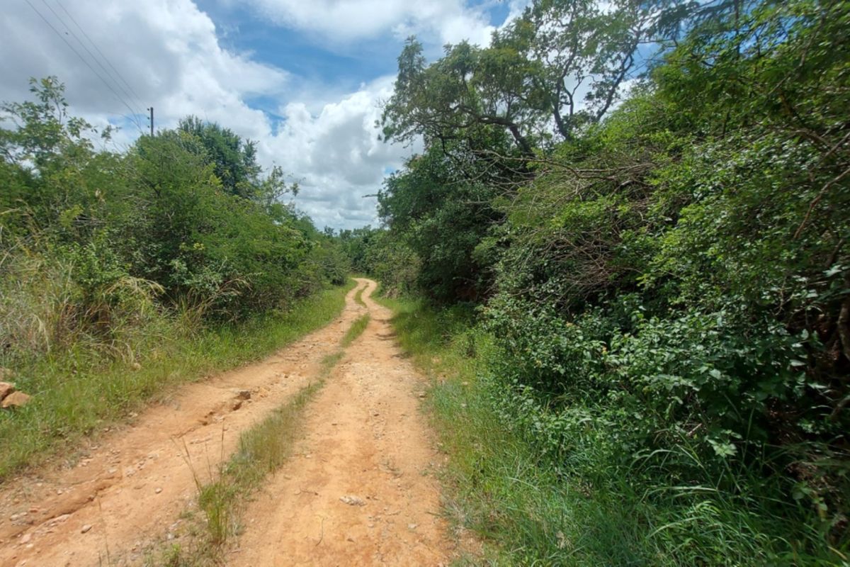 A view of an unpaved dirt access road winding through natural vegetation on the vacant commercial land.