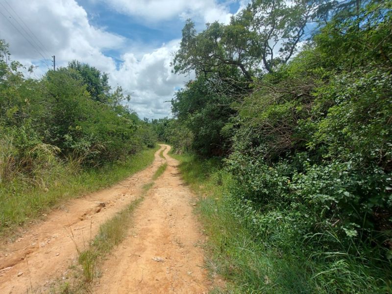 A view of an unpaved dirt access road winding through natural vegetation on the vacant commercial land.