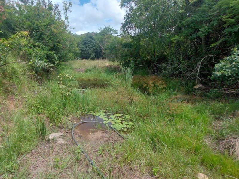 A view of a natural, undeveloped garden area featuring dense vegetation, mature trees, and a small pond on the commercial land.
