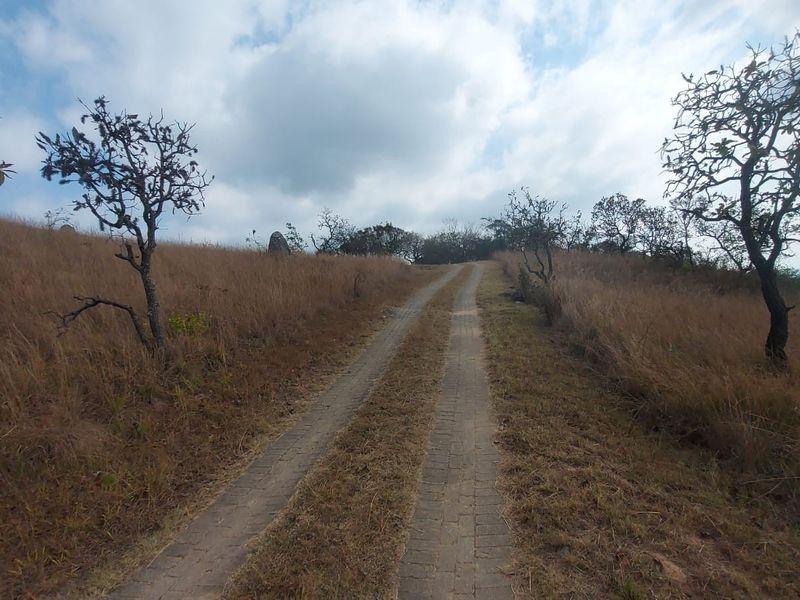 A paved driveway leading up a grassy hill on the farm property, surrounded by natural vegetation and trees.