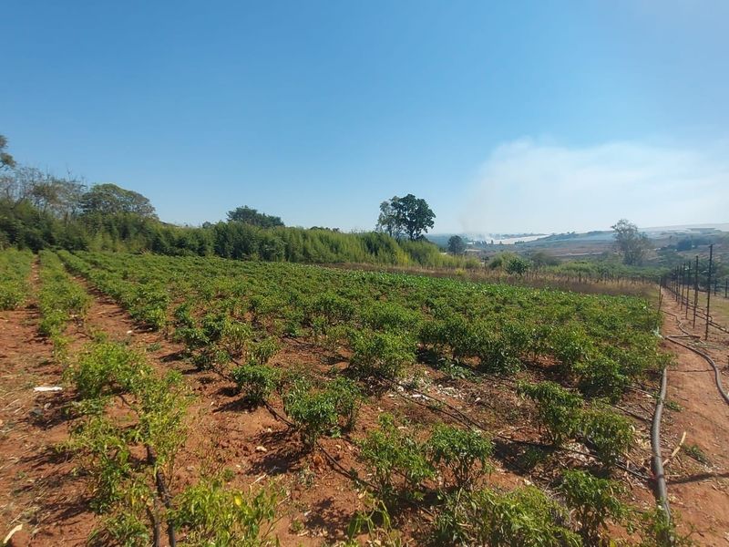 An expansive agricultural plot featuring established crop rows, an integrated irrigation system, and perimeter fencing under a clear sky.