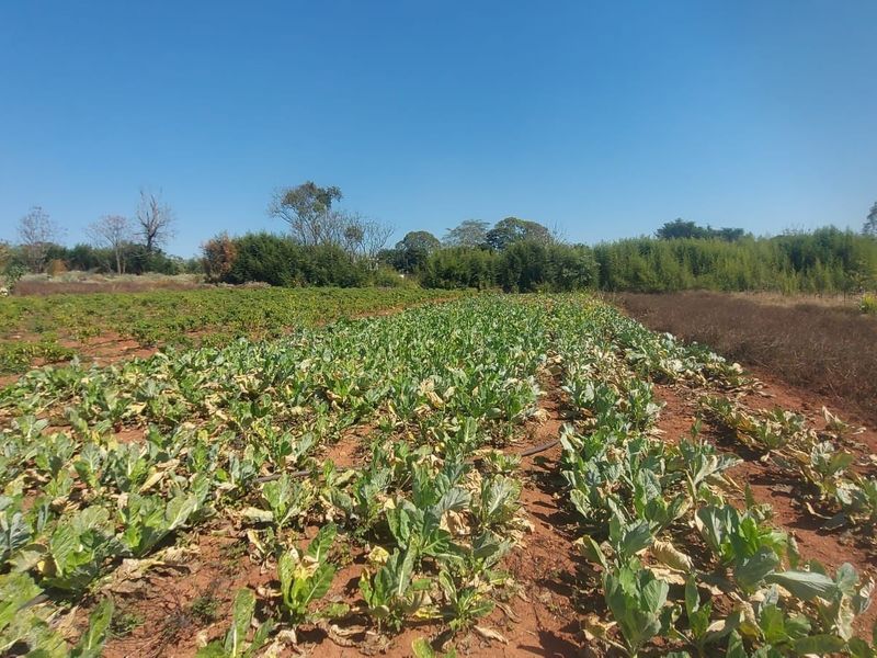 An expansive plot of vacant commercial land featuring cultivated crops and established irrigation infrastructure under a clear sky.