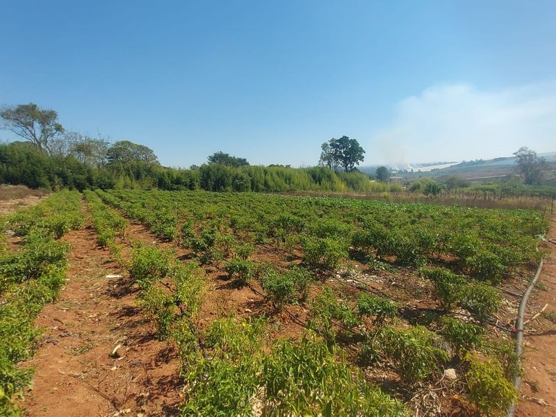 A view of a cultivated agricultural plot featuring established crop rows, an irrigation system, and perimeter fencing on a clear day.