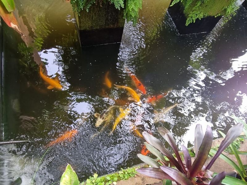 A well-maintained koi pond water feature integrated into the garden landscape.