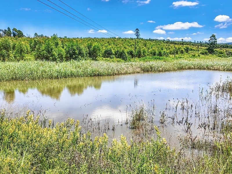 A scenic view of a natural farm pond surrounded by lush wetland vegetation and a backdrop of established eucalyptus trees under a clear sky.