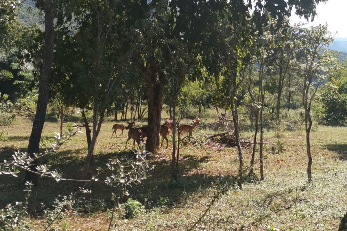 SHILOH COFFEE ESTATE VACANT STANDS FOR SALE - Photo 5