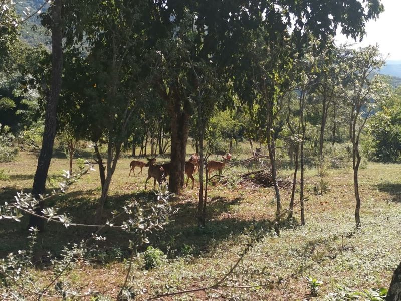 SHILOH COFFEE ESTATE VACANT STANDS FOR SALE - Photo 5