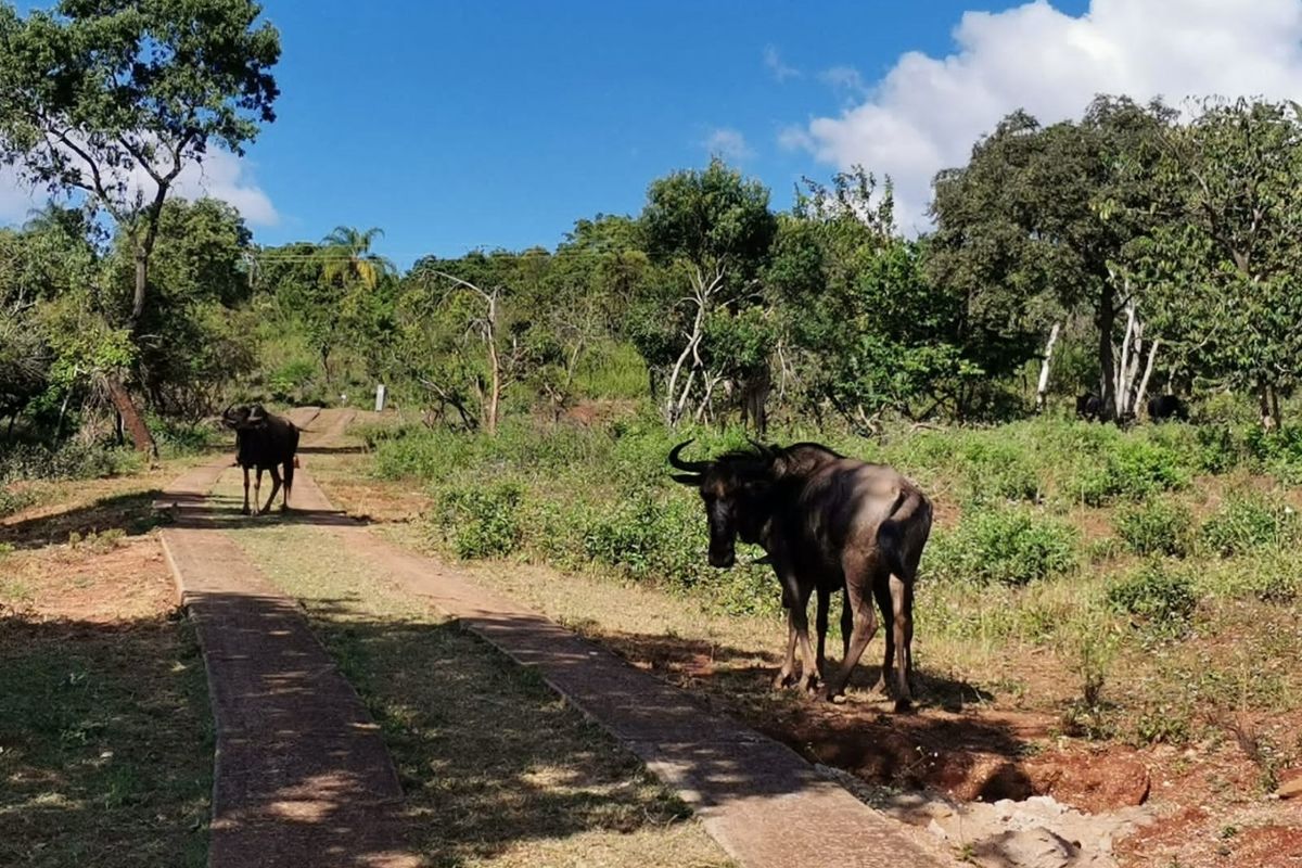 SHILOH COFFEE ESTATE VACANT STANDS FOR SALE - Photo 3