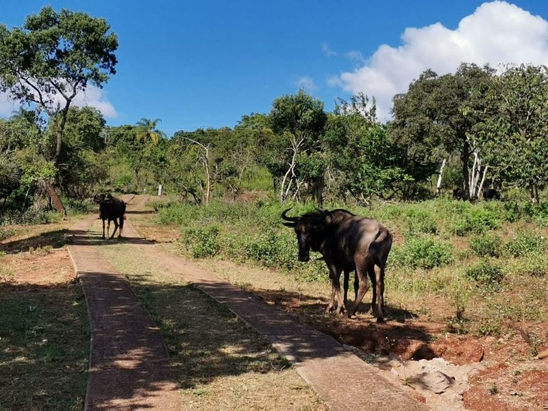 SHILOH COFFEE ESTATE VACANT STANDS FOR SALE - Photo 3