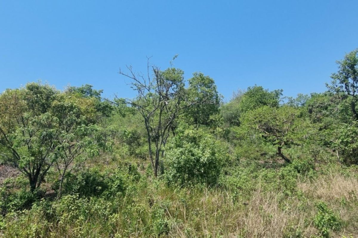 0,726ha Vacant Land in SHILOH LIFESTYLE & COFFEE ESTATE close to Hazyview Town, 435 Hectare estate - Photo 2