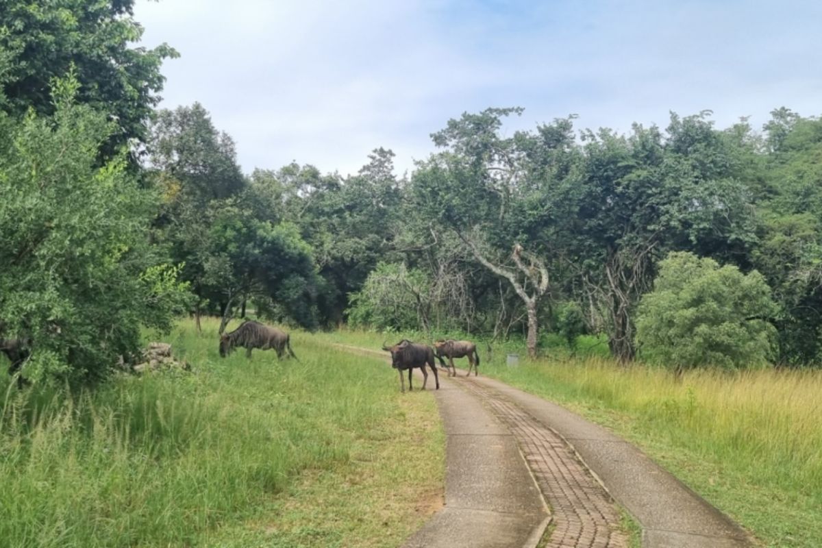 NORTH FACING VACANT LAND in SHILOH LIFESTYLE & COFFEE ESTATE, ONE OF A KIND - Photo 5
